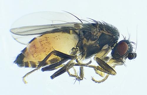 Réf. 275 123 : Pullimosina heteroneura